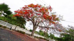 Red Tree