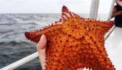 Star Fish