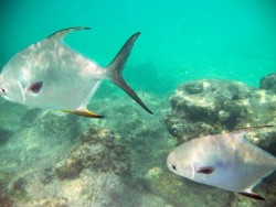 Angel Fish And Friend 