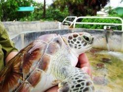 Baby Turtle