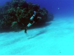 Diver in the ocean