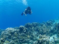 Diver over some coral