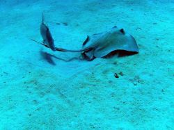 Sting Ray and Fish